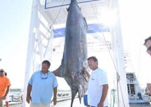 marlin catch
